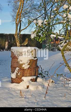 UK, Cheshire, souche d'arbre avec robin couvertes de neige Banque D'Images