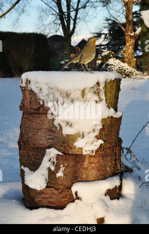 UK, Cheshire, souche d'arbre avec robin couvertes de neige Banque D'Images