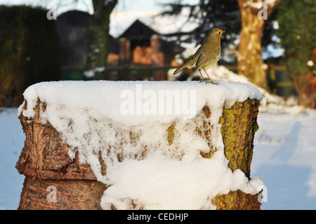 UK, Cheshire, souche d'arbre avec robin couvertes de neige Banque D'Images