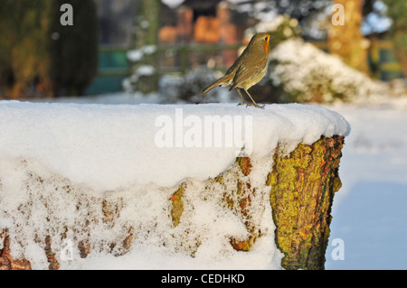 UK, Cheshire, souche d'arbre avec robin couvertes de neige Banque D'Images