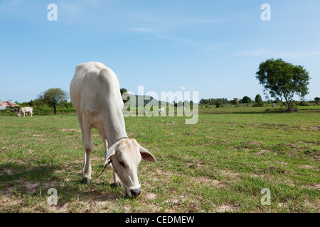 Le pâturage dans le domaine de la vache Banque D'Images