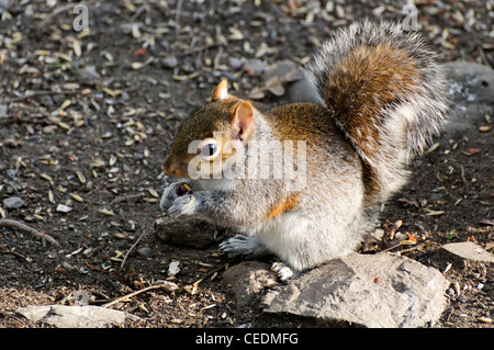 Un Écureuil gris alimentation sur le terrain Banque D'Images