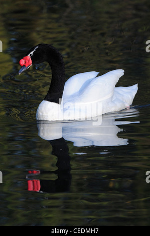 Cygne à cou noir (Cygnus melanocoryphus) natation avec relfection, captive, UK Banque D'Images