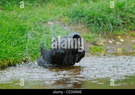 Choucas (Corvus monedula) baignade, Oxfordshire, UK Banque D'Images