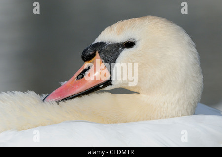 Mute Swan (Cygnus olor) Tête et cou reposant sur l'arrière, l'Oxfordshire, UK Banque D'Images