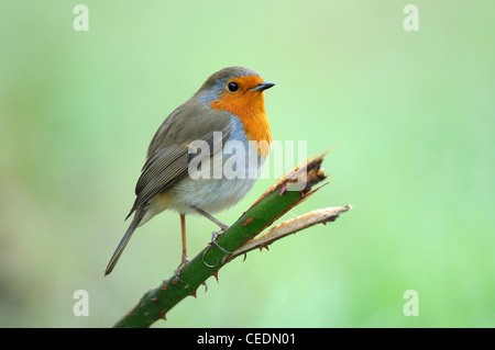 Robin (Erithacus rubecula aux abords) perché sur tige de la plante, dans l'Oxfordshire, UK Banque D'Images