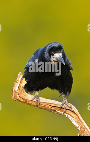 Corbeau freux (corvus frugilegus) perché sur branche morte, Oxfordshire, UK Banque D'Images