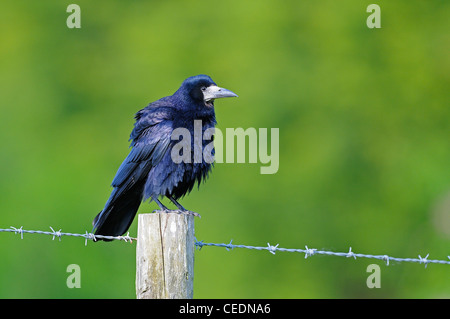 Corbeau freux (corvus frugilegus) perché sur piquet, Oxfordshire, UK Banque D'Images