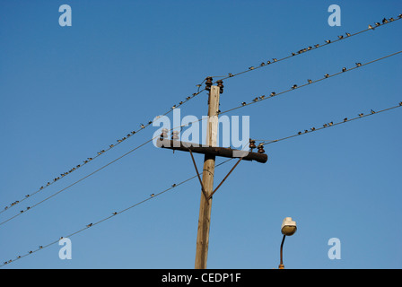 L'Ukraine. République autonome de Crimée. Théodosie. Oiseaux posés sur des lignes électriques. Banque D'Images