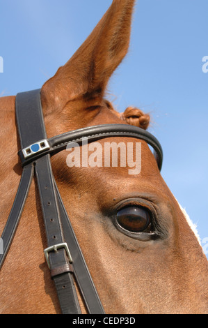 Tête de cheval avec mors sur, Close up of eye Banque D'Images