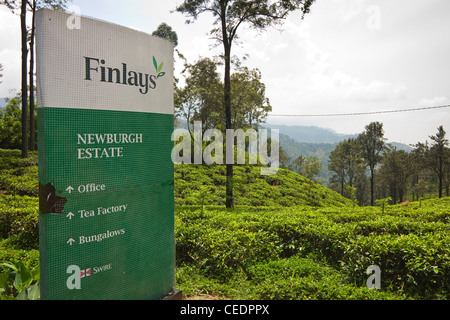 Signe pour Newburgh Estate factory au milieu d'une plantation de thé dans l'Uva prisé Namunukula montagnes, près de Ella, Sri Lanka, Asie Banque D'Images