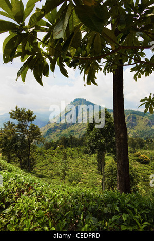 La recherche à travers une plantation de thé Uva prisé dans le Rock Ella à Namunukula Mtns ; Ella, hauts plateaux du centre, le Sri Lanka, l'Asie Banque D'Images