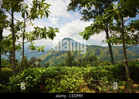 La recherche à travers une plantation de thé Uva prisé dans le Rock Ella à Namunukula Mtns ; Ella, hauts plateaux du centre, le Sri Lanka, l'Asie Banque D'Images