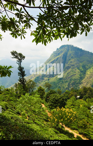 La recherche à travers une plantation de thé Uva prisé dans le Rock Ella à Namunukula Mtns ; Ella, hauts plateaux du centre, le Sri Lanka, l'Asie Banque D'Images