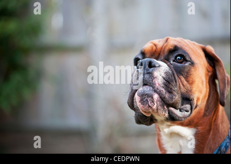 Un boxer dog's face Banque D'Images