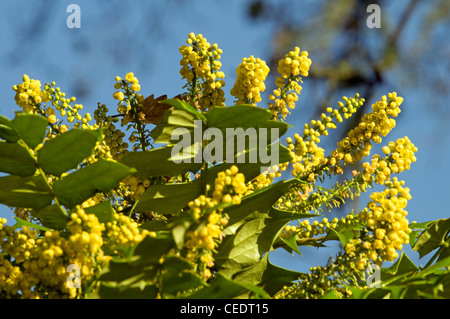 Fleurs de mahonia Banque D'Images