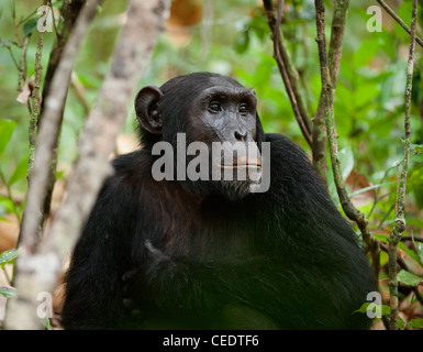 ( Wild Chimpanzee Pan troglodytes ) portrait dans la jungle. L'Ouganda Banque D'Images