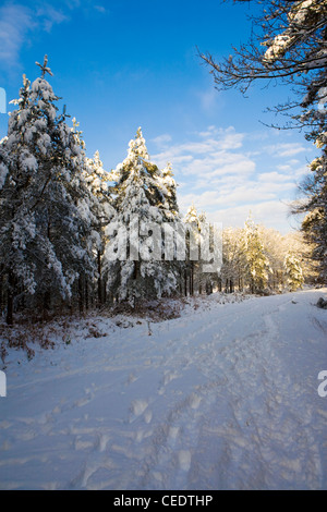 La neige a couvert les champs et forêts de Holmbury Hill, à l'est de Guildford, Surrey Hills. UK Banque D'Images