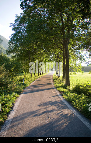 L'Italie, Piémont, Province de Cuneo, Valle Stura, treelined road Banque D'Images