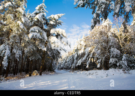 La neige a couvert les champs et forêts de Holmbury Hill, à l'est de Guildford, Surrey Hills. UK Banque D'Images