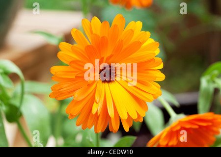 Le Calendula (fleur de souci) Banque D'Images