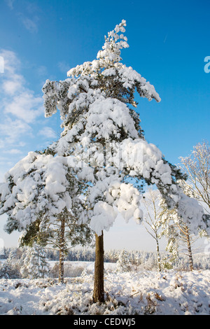 La neige a couvert les champs et forêts de Holmbury Hill, à l'est de Guildford, Surrey Hills. UK Banque D'Images