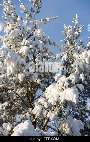 La neige a couvert les champs et forêts de Holmbury Hill, à l'est de Guildford, Surrey Hills. UK Banque D'Images