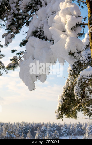 La neige a couvert les champs et forêts de Holmbury Hill, à l'est de Guildford, Surrey Hills. UK Banque D'Images