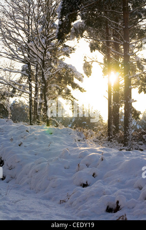 La neige a couvert les champs et forêts de Holmbury Hill, à l'est de Guildford, Surrey Hills. UK Banque D'Images