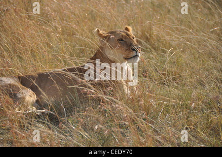 Lionne au repos dans la savane Banque D'Images