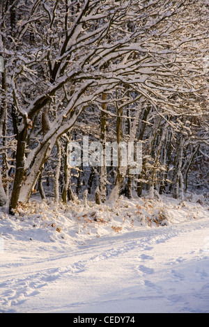 La neige a couvert les champs et forêts de Holmbury Hill, à l'est de Guildford, Surrey Hills. UK Banque D'Images