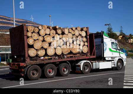 Camion Scania chargé à l'Eucalyptus couper du bois ; le nouveau port commercial de Caniçal, à Madère Voyage Cargo Services et transport remorque pour l'exportation. Banque D'Images