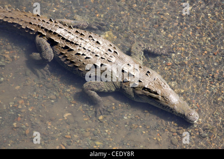 Crocodile Crocodylus acutus Banque D'Images