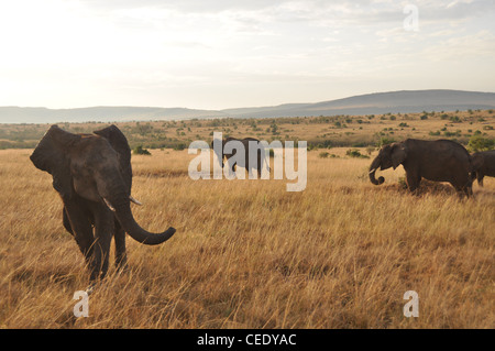 Les éléphants de savane de l'int Banque D'Images