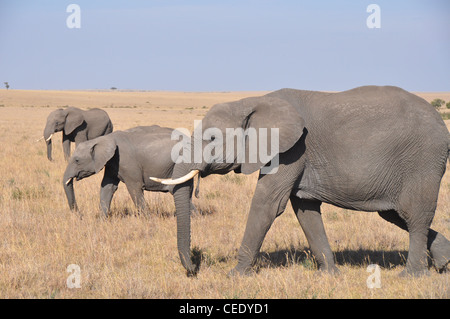 Les éléphants dans la savane Banque D'Images