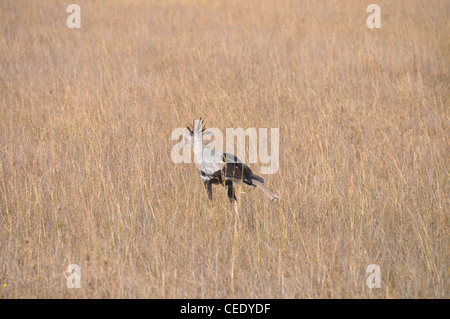 Oiseau de la secrétaire de la Savane Africaine Banque D'Images