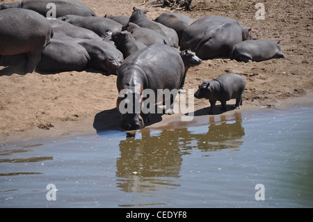 Hippopotame, Mara river, savane, Banque D'Images