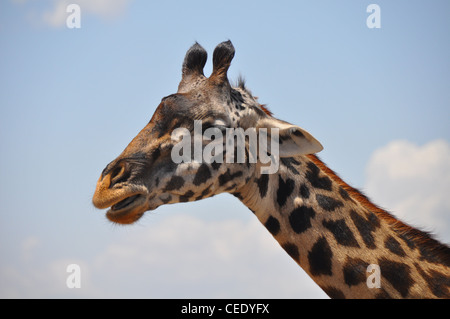 Girafe close up Banque D'Images