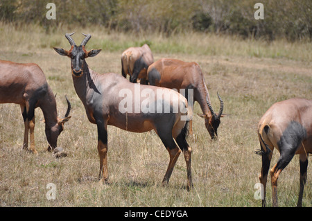 Les antilopes Topi sauvage dans la savane Banque D'Images