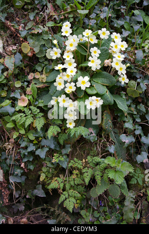 Primrose Primula vulgaris en floraison riche en espèces banque de couverture avec mur ombelle ivy cow parsley et d'ortie Banque D'Images