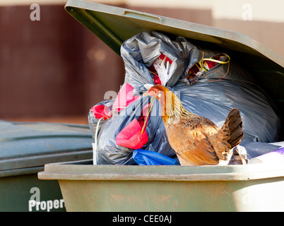 Poule mangeant de sauvages sacs en plastique noir dans la corbeille Banque D'Images