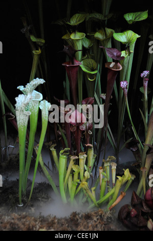 Pitcher en trompette Slippery Slope trouvé dans le sud-est des États-Unis, exposé à la maison tropicale Cunningham dans les jardins botaniques de Hagley Park in Banque D'Images