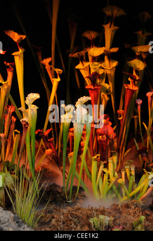 Pitcher en trompette Slippery Slope trouvé dans le sud-est des États-Unis, exposé à la maison tropicale Cunningham dans les jardins botaniques de Hagley Park in Banque D'Images