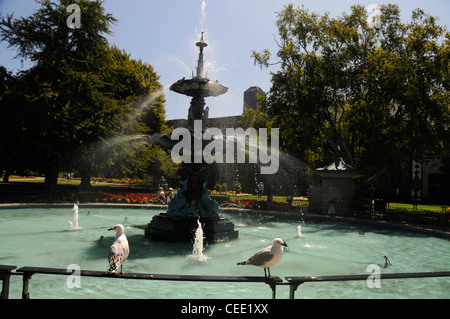 Le paon fontaine dans les jardins botaniques de Hagley Park à Christchurch, Nouvelle-Zélande Banque D'Images