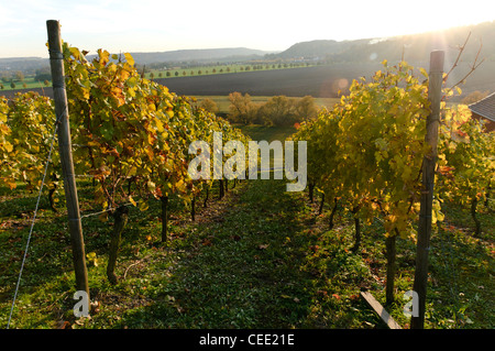 Les vignes colorées à l'automne, Saale-Unstrut Winery, vignoble, Naumburg, Saxe-Anhalt, Allemagne, Europe Banque D'Images