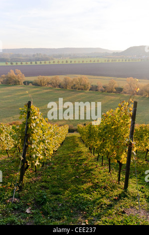 Les vignes colorées à l'automne, Saale-Unstrut Winery, vignoble, Naumburg, Saxe-Anhalt, Allemagne, Europe Banque D'Images