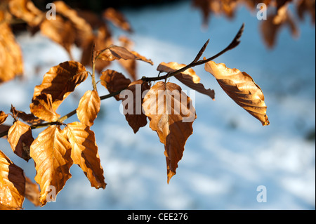 Copper beech tree feuilles en hiver contre un arrière-plan de neige Banque D'Images