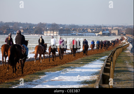 Chevaux et jockeys sur les galops, Warren Hill terrain d'entraînement, Newmarket, Suffolk, UK Banque D'Images