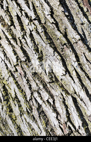 Arbre,arbres,cortex,texture,diagonale,background,charmante,libre, Banque D'Images