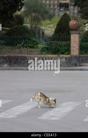 Le dingo ou Canis lupus est un chien trouvé principalement en Australie ...